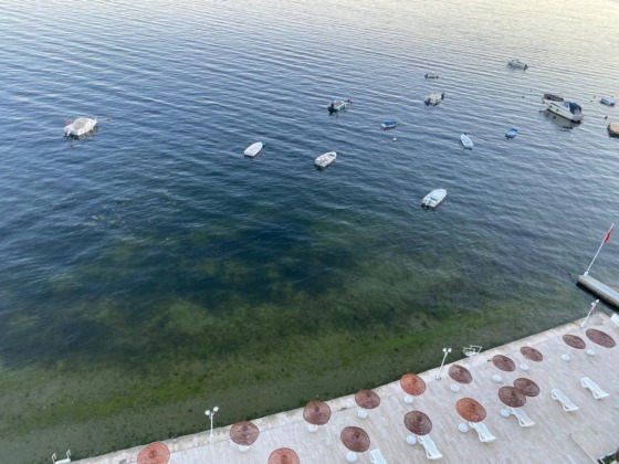 Gemlik Körfezi’nde sevindiren görüntüler