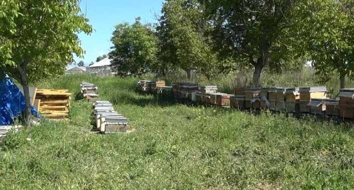 Bölgesel farklılıklar ve besleme arı sütü kalitesini etkiliyor
