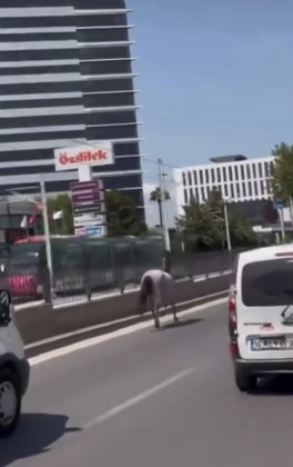 Başıboş atlar trafiği tehlikeye attı 