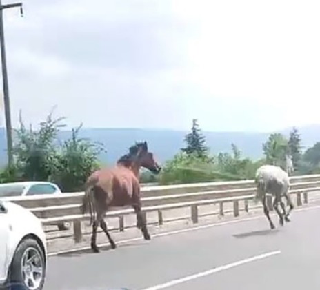 Yol hipodroma döndü!