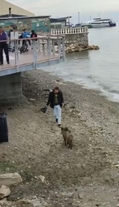 Aç kalan domuz sahile indi
