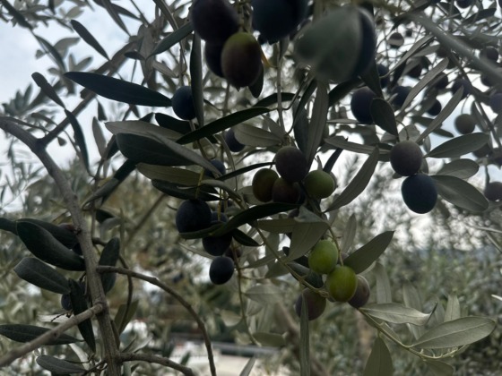 Bursa’da 290 bin ton zeytin rekoltesi bekleniyor